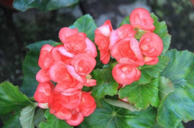 此花有着“舍身救父”的典故，怒放飘香，美得妖娆，让人赞颂！