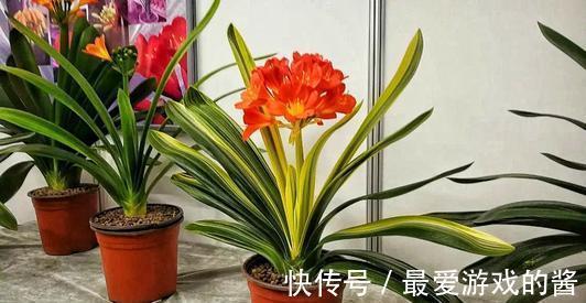 10大吉祥花,好养又高档,家里养一盆,有花有果招财又旺家