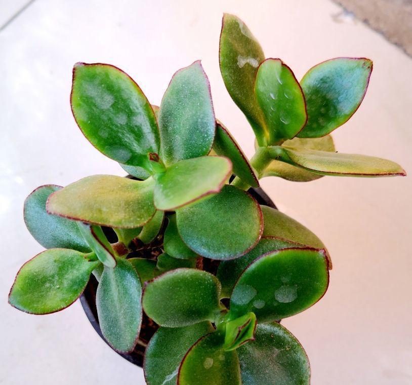 秋季养玉树，做好三步，枝叶油绿壮实，更容易养成老桩和开花