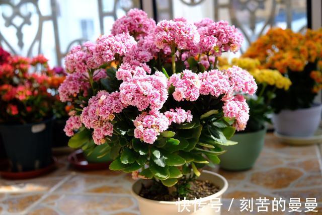 这些九月容易“饿”的花,多晒太阳,施对肥,开出碗大的花