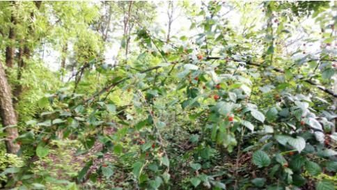 山里“4种”野果子,以前砍柴时吃到吐,如今满山找不到1棵,可惜