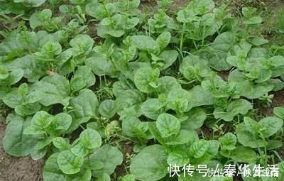 木耳菜|含钙量不输牛奶,嫩叶口感清脆爽口,俗称“豆腐菜”,吃过吗?