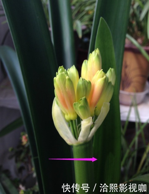 营养|君子兰谢花后,花箭修剪两绝招,营养回流复花率倍增,一直剪错了