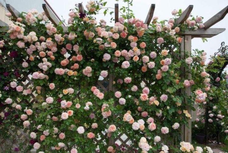 观赏价值|家里就养4种颜值花,寓意吉祥幸福,观赏价值高