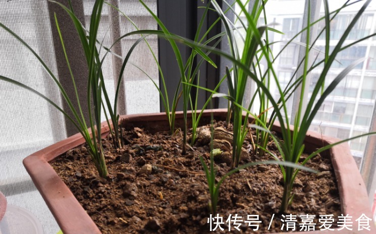 入坑看看别人是怎么用多菌灵、磷酸二氢钾、阿司匹林养花吧！