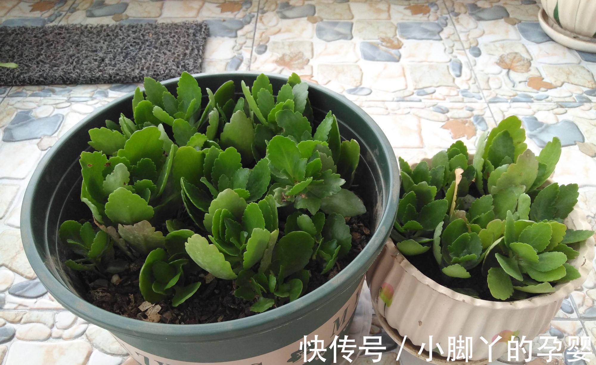 4种花,漂亮皮实又好养,用一片叶子也能扦插繁殖,绝了