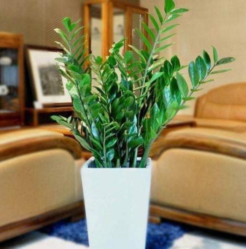 这四种植物适合小盆浅栽，少浇水，才能根系健壮，养得久