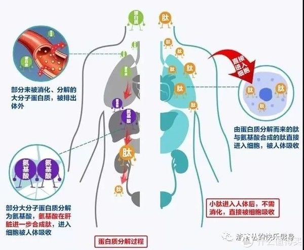 猪蹄儿 美容别再靠猪蹄！不用多花一分钱的护肤方案来了，手把手教会你！