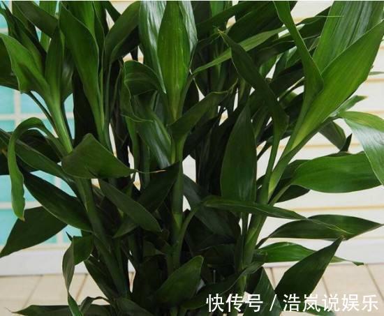 茂盛|水培富贵竹,水里放一点“料”,不黄叶不烂根,油绿茂盛能开花