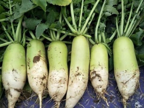 萝卜子|冬吃萝卜最适宜，但不能跟此物一起吃