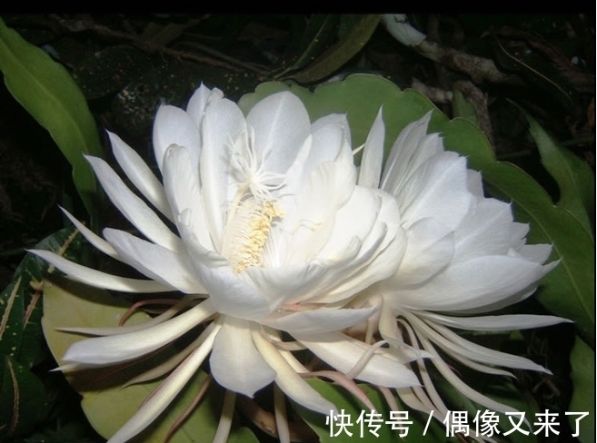 世界上最稀有的花，有些美的让人不可思议，是观赏精品