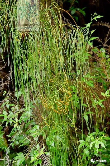 欧阳|类风湿关节炎与舒筋草的故事