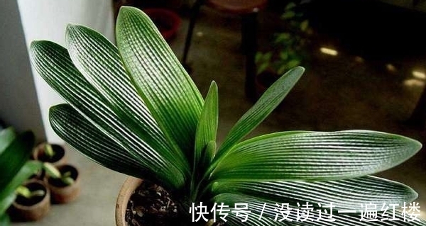 花友|图寓意好盆栽君子兰,想赏花就别忽略这4点“小要求”