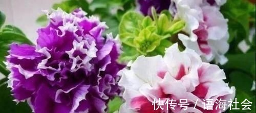 4款艳美的花卉，便宜又好养，花色鲜艳，适合种在庭院观赏