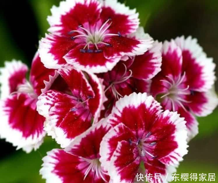 4种花养家里,比香水还好闻,满屋飘香,花开一茬接一茬!