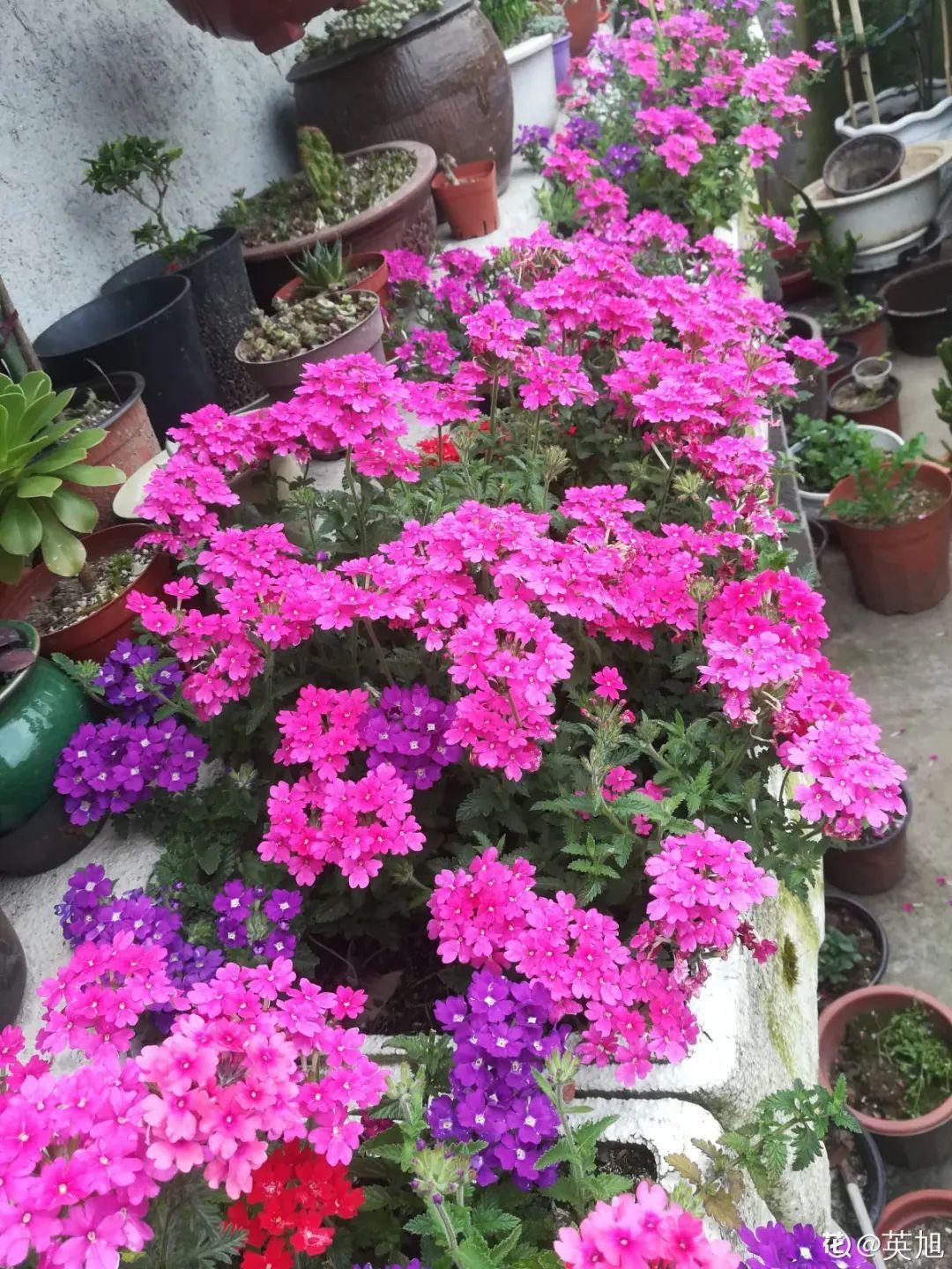 长寿花|9月后就养这些花，比绿萝好养，疯狂开花到明年！