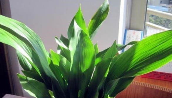 懒人不适合养花？错！选择5种花，不挑土，耐干旱，不管它都长！