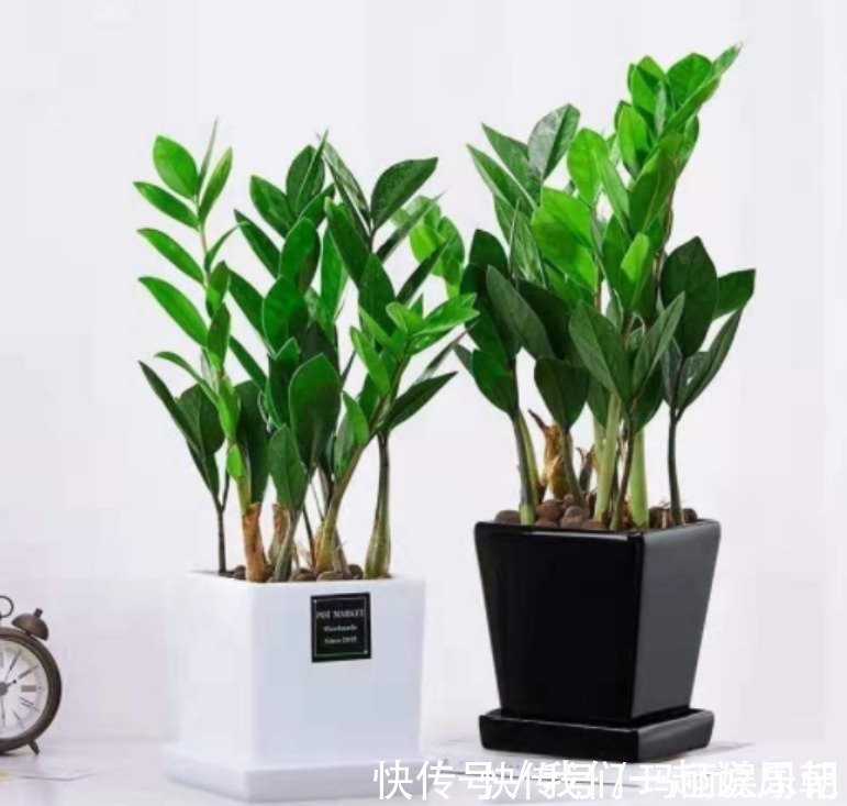 清新|最适合卧室摆放的9种植物,清新素雅,安全无毒,还特好养活