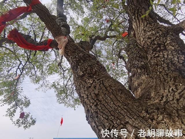 明永乐|看图参观莱西市姜山镇岭前村的老酸枣，系“国家保护古树”