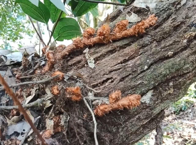 药材|附生于树干上的珍贵药材，浑身长毛像极了毛毛虫，治牙疼效果很好