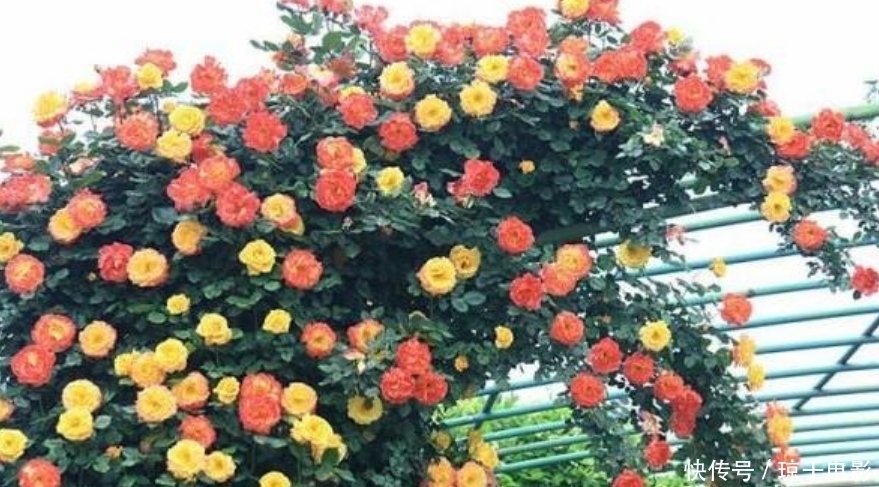 居家就养此款花卉,开花大又香,开出一片花海