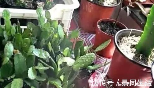 养蟹爪兰|蟹爪兰喷点这个水,叶片杠杠厚,呼呼冒新芽,10年不烂根