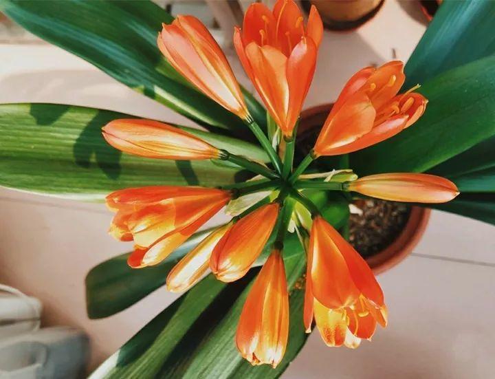 浇灌|给花浇点“开花水”,花苞全都冒出来,比激素还管用!