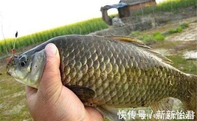 七星漂钓组灵敏度高,如何调漂能让灵敏度更高?可以试试这种方法