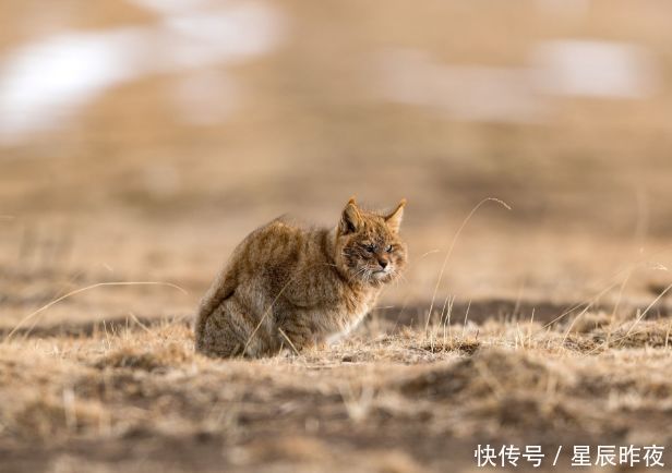 世界最神秘的猫科动物再次亮相祁连山 首次拍摄到它的正面清晰照 快资讯
