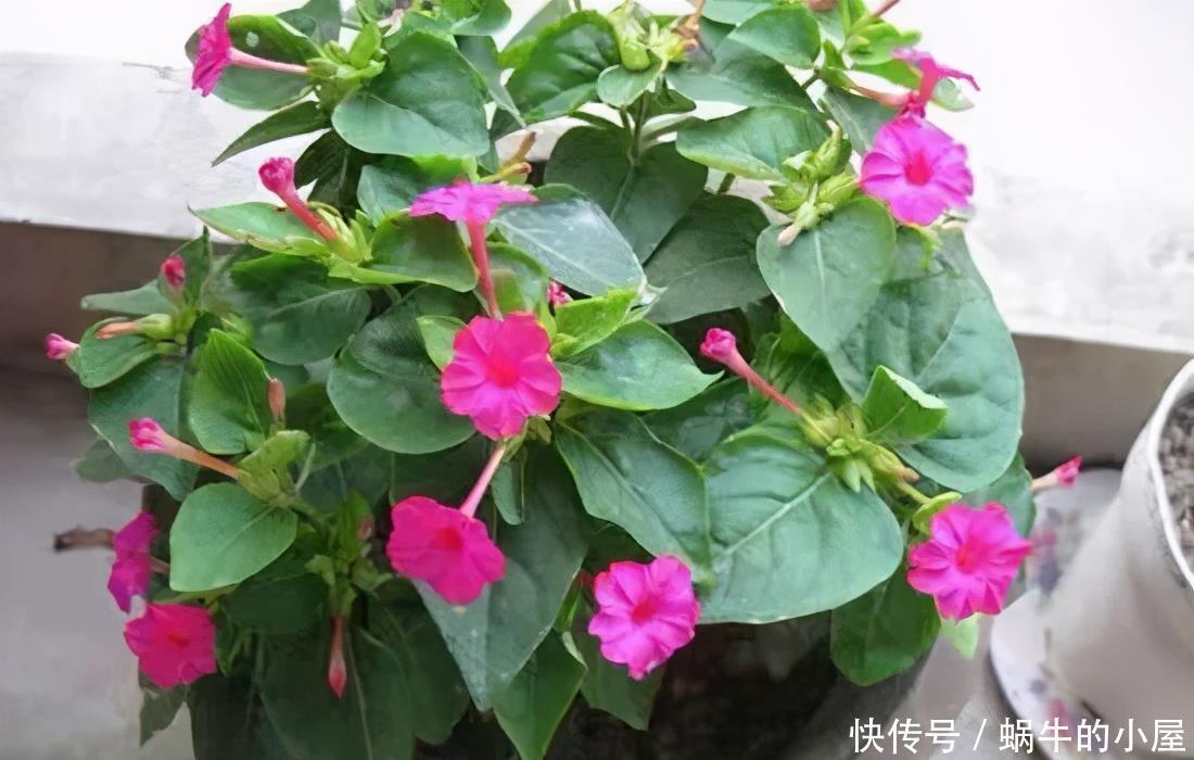 名字土掉渣、开花却很漂亮的8种花,你家养过几种?