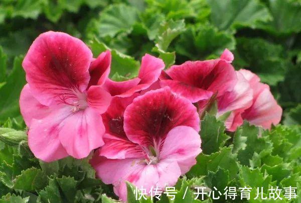 农历10月初1霜降后，养什么花？以下3种花，前程似锦富贵吉祥