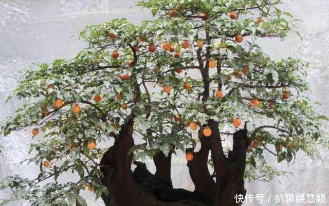 寓意|夏天花卉怕热,那就养2种“盆景树”,摆家里有寓意,还值钱!