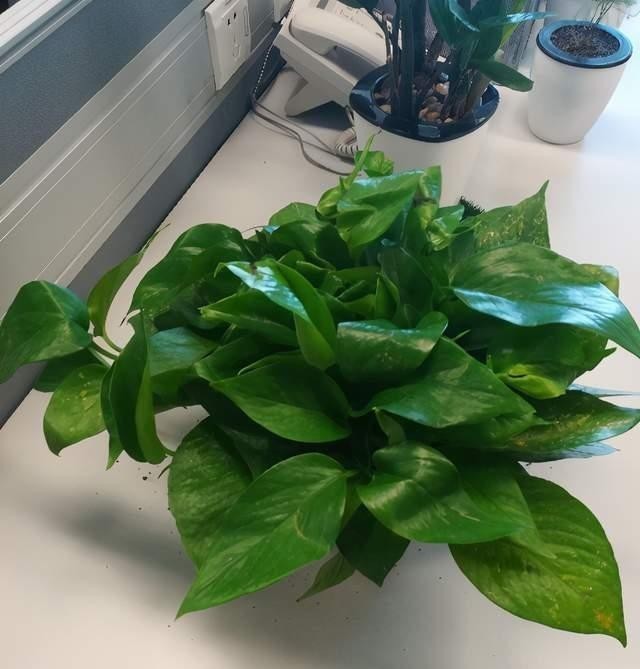 黄叶|冬天如何养好绿箩,注意这4点,不黄叶还长势好