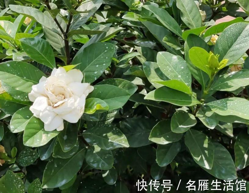 水溶肥|养花常用这3种肥,掌握住正确用法,养啥旺啥,枝叶茂开花勤