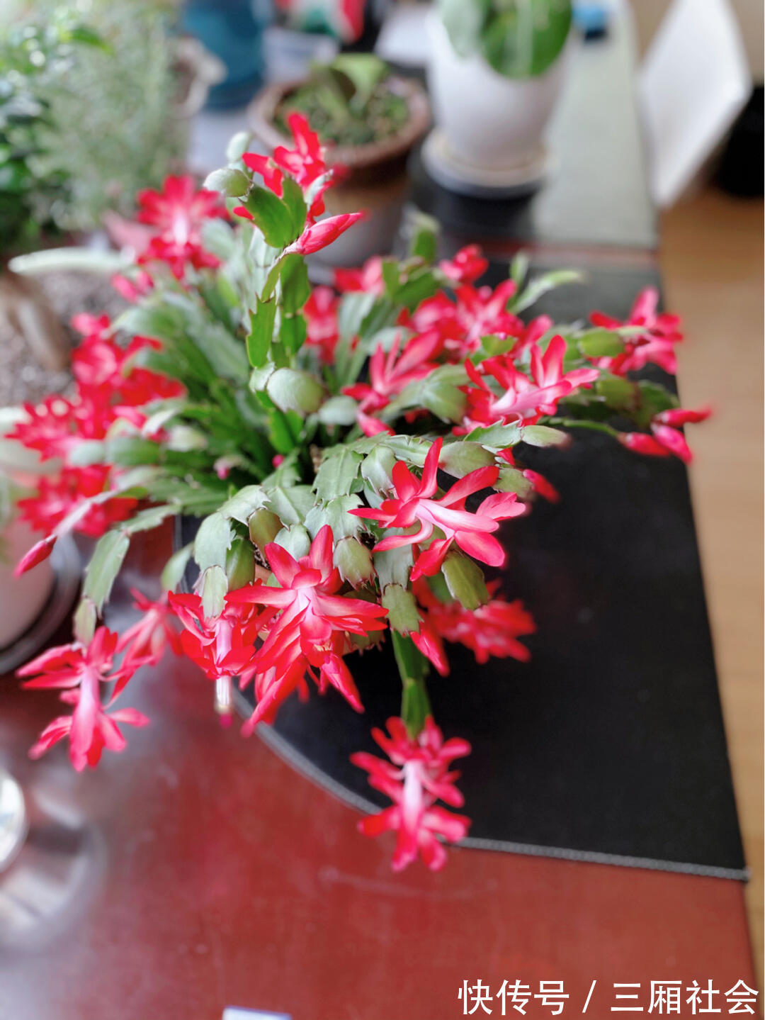 蟹爪兰开败后，2件事别做错，否则想再开花，很难