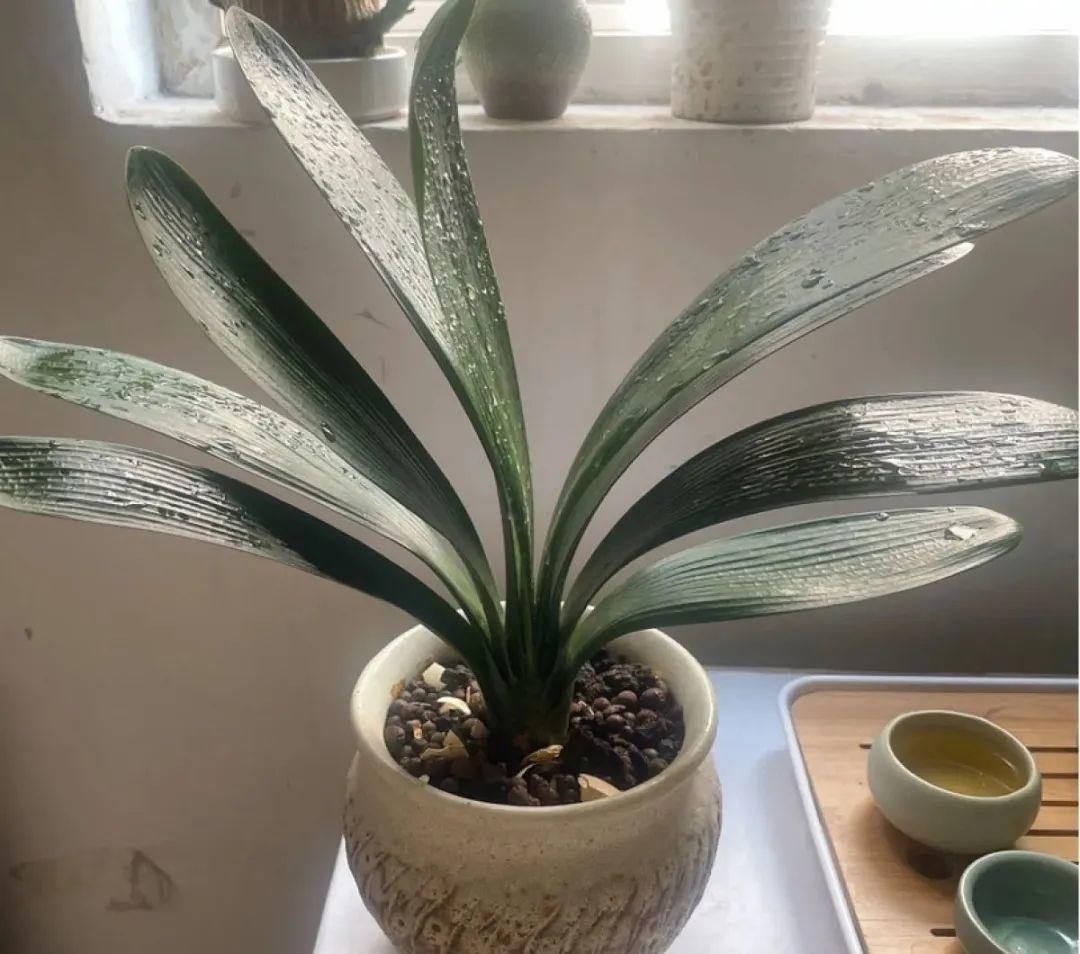 浇水|警惕秋老虎，别让你的花，度过夏天，却死在秋天