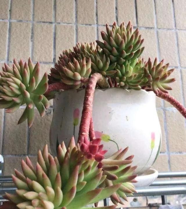 多肉植物|李大姐养多肉10多年,总结6个好品种,新手也能养成“漂亮老桩”