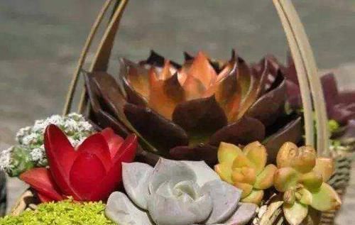 养花|除了花盆之外，这些东西也是绝佳的养花神器，你用过吗？