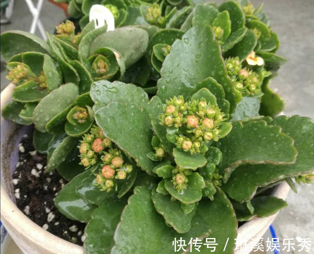 一段时间|天气转凉,入手5种花,养一段时间就能长满花苞