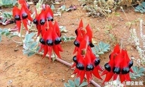 方豆藤|一种野生植物,特别稀罕,价值极高,可遇不可求