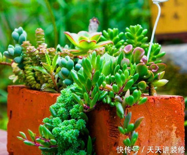 红砖、青瓦、烂木头,一定要拿来养花,一个比一个有韵味