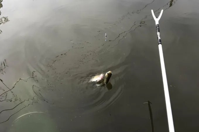 寒冬只要你有这“虾饵”,大板鲫好钓到放不下竿子!