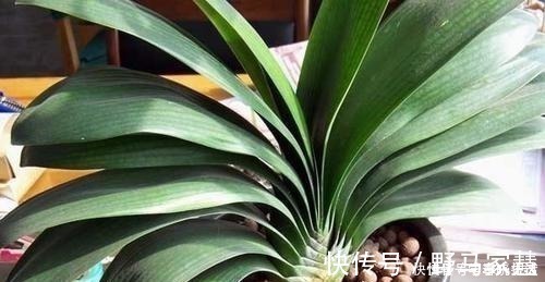 花友们|君子兰不见长,是僵苗还是养护不当教你“4招”,快速恢复活力!