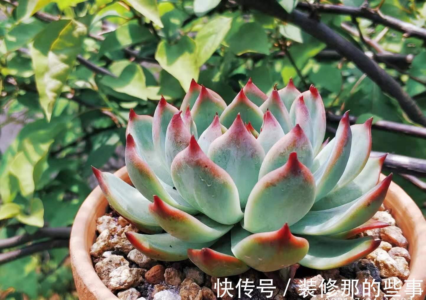奥普琳娜|非开挂区的多肉如何安全度夏?我按照自己的养护经验来告诉你答案