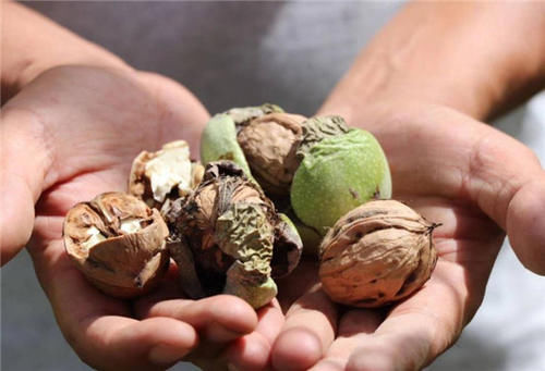 南瓜|大脑最喜欢的食物排行榜，核桃只排到第四，常吃的下酒菜排第一