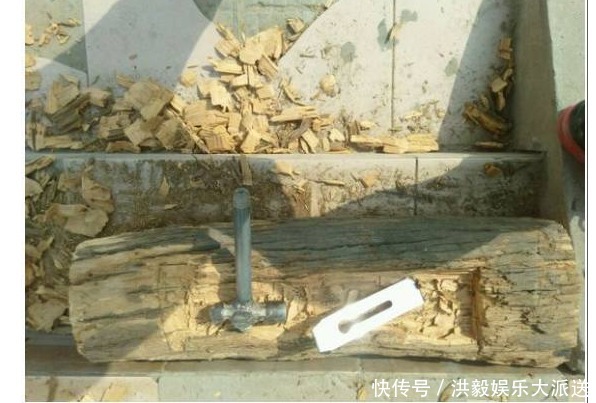 多肉植物|爷爷种花不用盆，山上捡几个老树根，种上花草多肉，简直太美啦