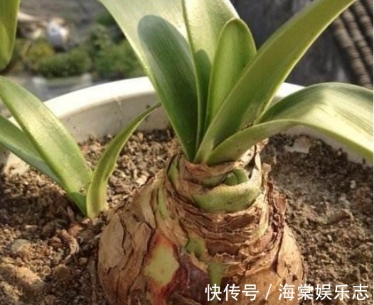 种球|“朱顶红”开花不断,掌握关键4点,花开一茬又一茬,个个比脸大