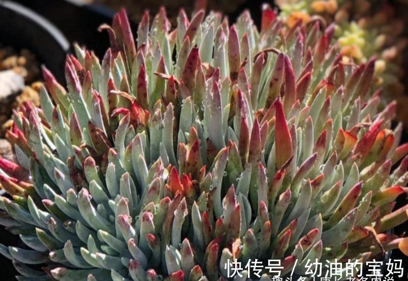 仙女杯多肉爱杜丽丝，有点冷反而适合养！选盆和配土都已帮你想好