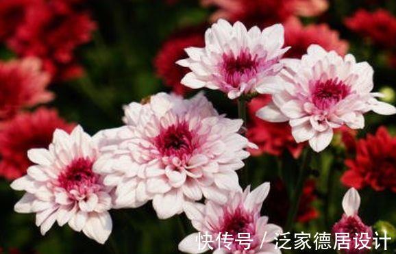 适应能力|农历7月17号起，最适合养这些花，给你一片花海，浓绿柔软