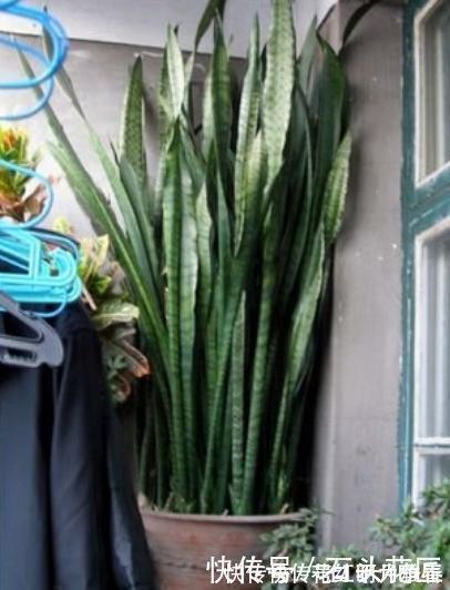 进入深秋,4种花要“旱着养”,水浇多了就烂根,真是帮倒忙